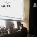 쪼꼬헤어