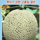 에버그린종묘
