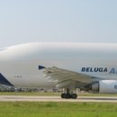 벨루가(Beluga) 이미지