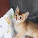 서울고양이분양 묘연 | 종로고양이분양 묘연을 만난 생생한 후기 (건강하고 투명한 분양팁)