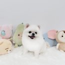 퍼피루미 이미지