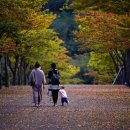 마로니에길 이미지