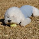 까사델뻬로 이미지