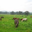 올레약국 이미지