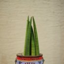 라스카비플라워