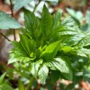 바구니 식당 이미지