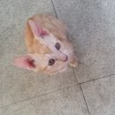 황제 동물병원 이미지