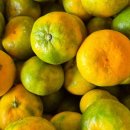 쌍둥이 농원 이미지