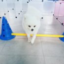 파파퍼피 DOG하우스 이미지