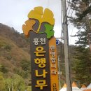 나무여행사 - 제주시 용마로 24 | 2025년 가을 홍천 은행나무숲 개방 시기 및 뚜벅이 여행사 당일치기 코스 후기