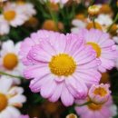 속초설악의풍경펜션 이미지