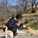 도시고양이생존연구소 이미지