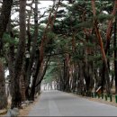 한재미나리영농조합법인 이미지