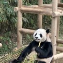 유채하우스 | 251010 추석연휴 에버랜드 눈치게임 + 판다 세컨하우스 스마트줄서기/현장줄서기 후기