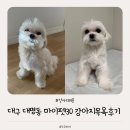 서른살나의펫2 | 대구 남구 대명동애견카페 애견미용 마이펫30(서른살 나의 펫) 목욕&amp;위생미용했어요