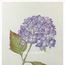 보테니컬 이미지