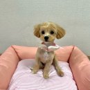 바르다펫 꿈의숲점 이미지