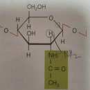 N-아세틸글루코사민에 아미노기가 어디있나요! 이미지
