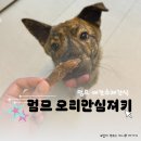 멈므 | 멈므 애견수제간식 오리안심져키