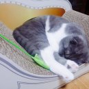 아토그루밍 이미지