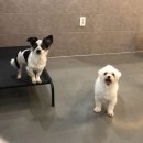 디어독스 | [부산/강서구] 김해공항 근처 애견호텔 추천 “디어독스” 주차 및 픽업서비스 후기