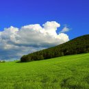 민들레세상 이미지