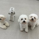 하울팟 케어클럽(분당서현점) 이미지