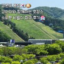 피플앤펫 - 용산구 보광로31길 7 | [산강숙소]강아지와 함께한 완벽한 휴가: 홍천 소노펫 내돈내산 찐후기 (ft. 댕댕트레킹) 🐶🌲