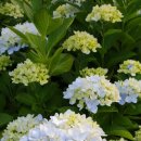 예예하우스 이미지