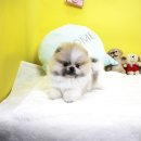 하남강아지 이미지