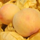 복숭아쉼터 이미지