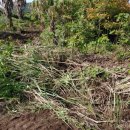 시흥리-8 이미지