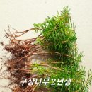 구상나무 이미지