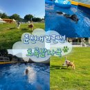 초록발자국펜션 | 춘천애견펜션초록발자국 풀빌라 맛집 찐 후기