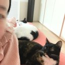 그레이스그루밍 | 애니멀 커뮤니케이션, 하트 윙크와 대화하고 눈물 한 바가지 쏟은 후기(내돈내산 추천)