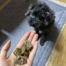 페따미꼬 이미지