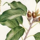 나무 206 이미지