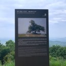 임천 가림성 느티나무 이미지