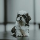 참동물의료센터 이미지