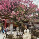 매화다리길 | 후쿠오카 근교 여행 다자이후 텐만구 매화 신사 후기