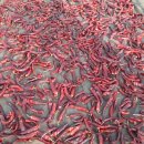 영광고추특화시장 이미지