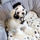 댕댕이쁘띠샵 이미지