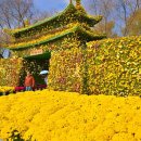 부여 국화축제 이미지