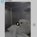 기운내 동물병원 이미지