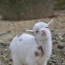 아기염소 이미지