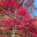 내장산 | 내장산 단풍 구경 다녀온 후기