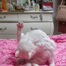 히히 그루밍 이미지