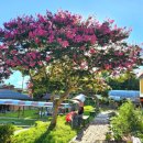 유등초등학교 이미지