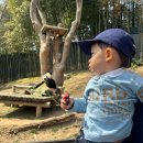 (주)동산 효자로주유소 | [에버랜드 평일 방문 후기] 21개월 아기랑 첫 에버랜드 방문 오픈런 없이 나름 성공(?)한 후기