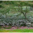 옥정호구절초테마공원 이미지